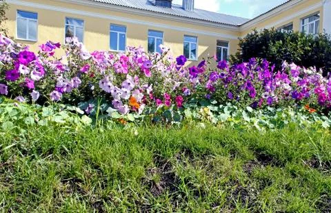 Flower bed in front of the building Stock Photos