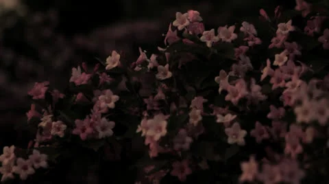 Flower bed in front of the church Stock Footage 24038053