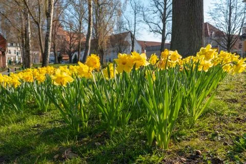 A flower bed full of daffodils in spring Stock Photos