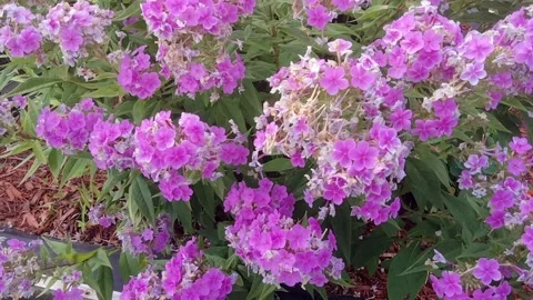 Flower bed full of Fall Phlox in the summer Video stock 236792888