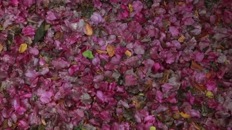 Flower Bed Full of pink flowers Stock Footage 243633183