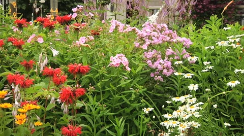 Flower bed in the garden Stock Footage 55809049