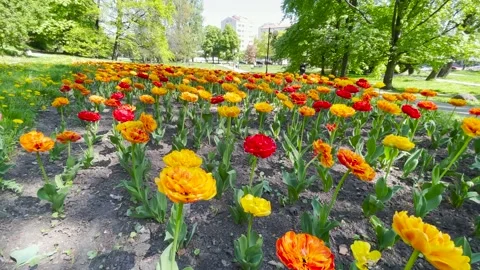 Flower bed in green park Stock Footage 194468965