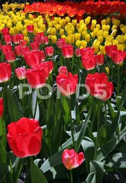 Flower bed in Keukenhof gardens Stock Photos