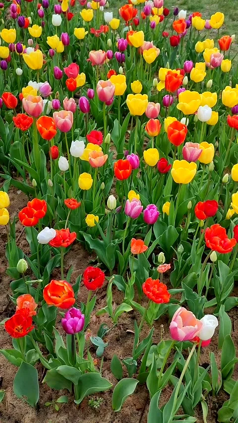 Flower bed many different variety multi-colored varietal flowers tulip Vertical Stock Footage 277180004