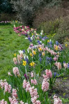 A flower bed with multi-colored blooming hyacinths and yellow daffodils. Stock Photos