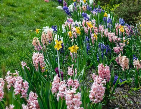 A flower bed with multi-colored blooming hyacinths and yellow daffodils Stock Photos