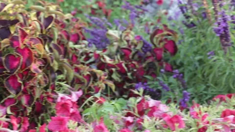Flower Bed-multicolor leaf-nature Vídeos de archivo 138957084