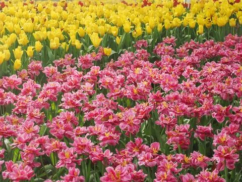 Flower bed of multicolor tulips at spring Stock-Fotos