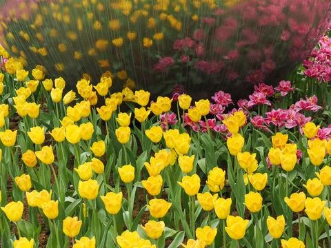 Flower bed of multicolor tulips at spring Stock-Fotos