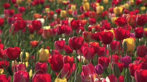 Flower Bed Of Multicolored Tulips Stock Footage 54182497