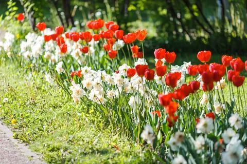 Flower bed with opened red tulips and white daffodils, in spring on a sunny day. Stock Photos