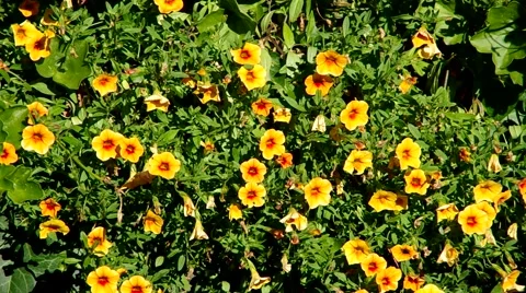 Flower bed of orange flowers Stock Footage 54358224