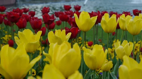 Flower Bed Pan 库存影片 4592363