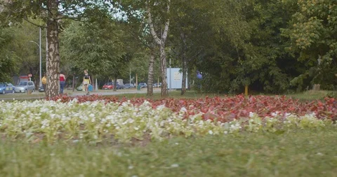 Flower bed in the park Stock Footage 109859132