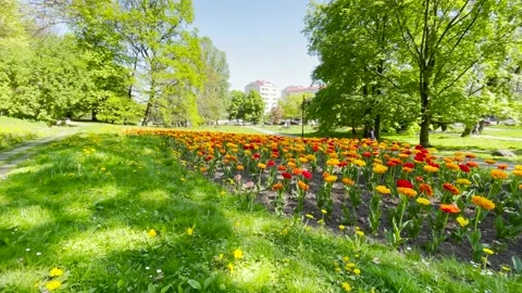 Flower bed in park Stock Footage 194468966