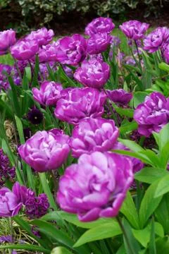 Flower bed in the park Stock-Fotos