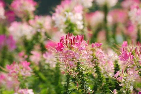 Flower bed Stock Photos