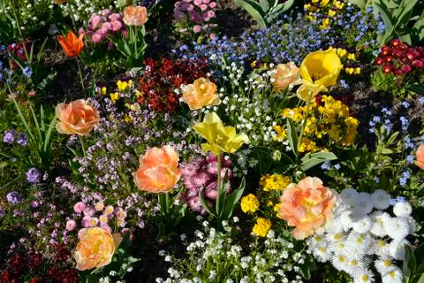 Flower bed Stock-Fotos