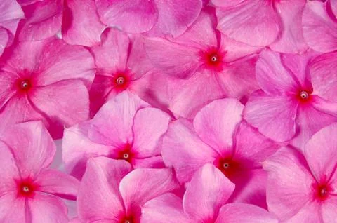 Flower bed Stock Photos