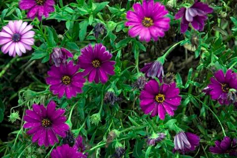 Flower bed Foto stock