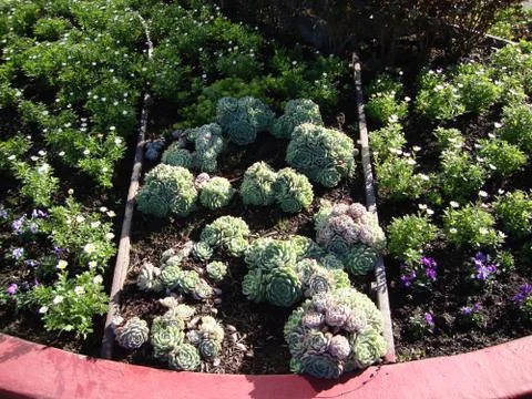 Flower bed Stock Photos