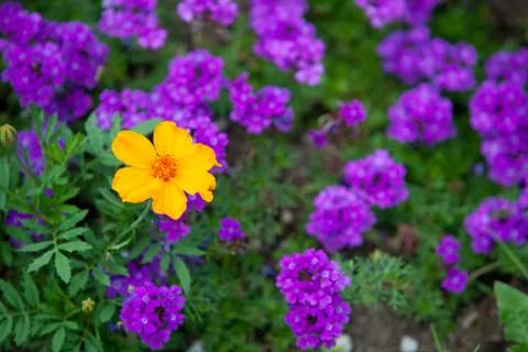 A flower bed Stock Photos