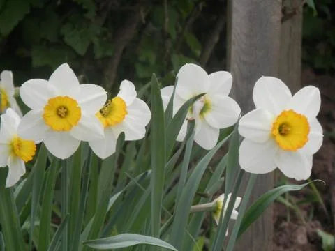 Flower Bed 스톡 사진