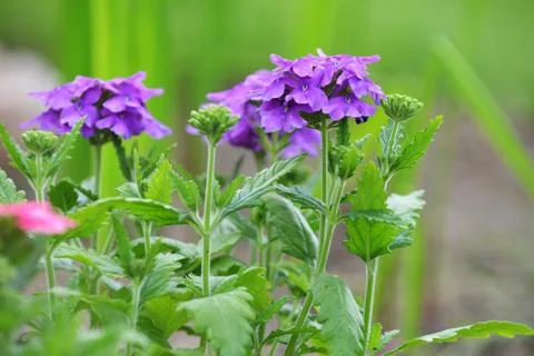 Flower bed Stock Photos