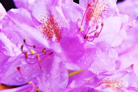 Flower bed Stock Photos