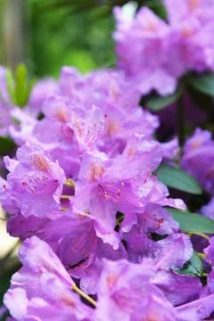 Flower bed Stock Photos