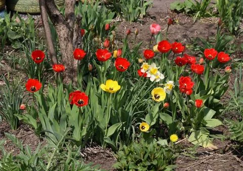 Flower bed Stock Photos
