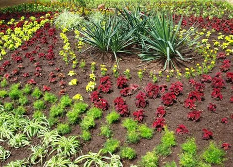 Flower bed Stock Photos