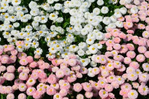 Flower bed Stock Photos