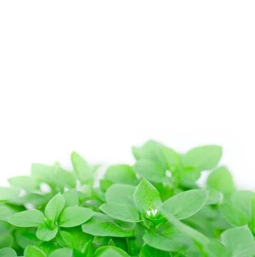 Flower Bed Foto stock