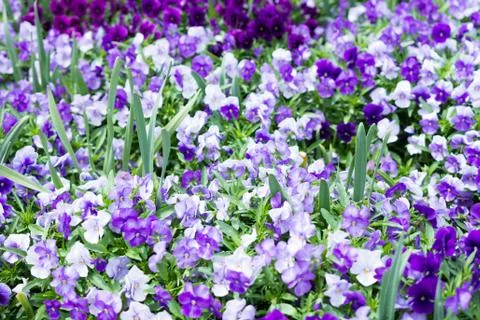 Flower bed Stock Photos