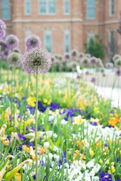 Flower bed Stock Photos
