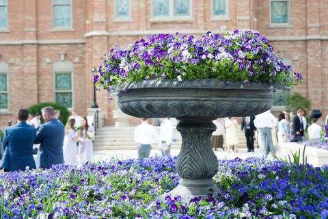 Flower bed Stock Photos