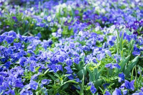 Flower bed Stock Photos