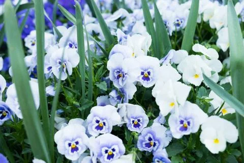 Flower bed Stock Photos
