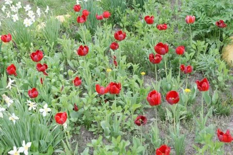 Flower bed Stock Photos