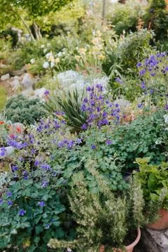 Flower bed Stock Photos