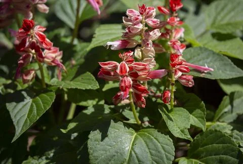 Flower Bed Stock Photos