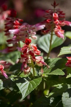 Flower Bed Stock Photos
