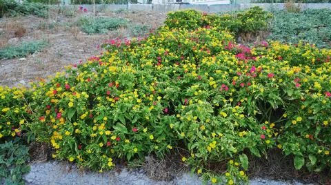 The flower bed Foto stock