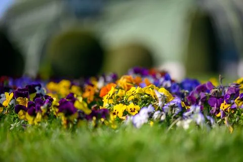 Flower Bed Stock Photos