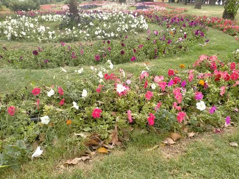 Flower bed Stock Photos