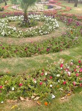 Flower bed Stock Photos