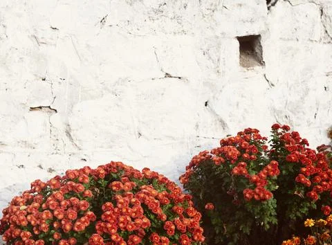 Flower bed Stock-Fotos