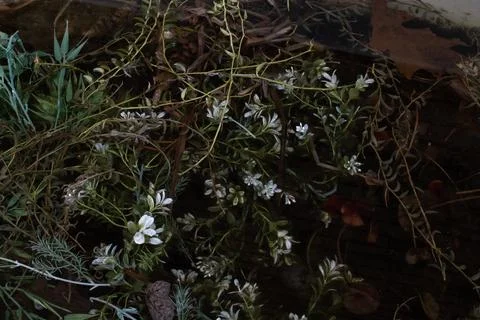 Flower Bed 库存照片